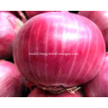 Fresh onion from shandong